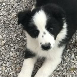 Border Collie, Boston Terrier, and Cairn Terrier Puppies from Stoneridge kennel