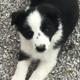 Border Collie, Boston Terrier, and Cairn Terrier Puppies from Stoneridge kennel