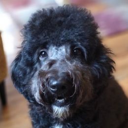 Goldendoodles from Luna's Doodles