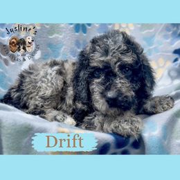 Drift - Merle female Goldendoodle puppy in Sterling, Connecticut from Justine’s Retrievers and Doodles