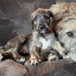 Irish Wolfhound Puppies from Westover Wolfhounds