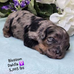 Dahlia - Merle female Goldendoodle puppy in Rockledge, Florida from Stormie's Doodles