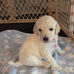 Cassie - Cream female Poodle puppy in Aurora, Colorado from Simply Amazing Doodles