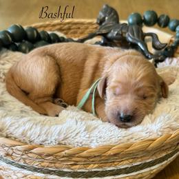 Bashful-Teal - Apricot male Goldendoodle puppy in Bay City, Texas from Charming Doods Goldendoodles