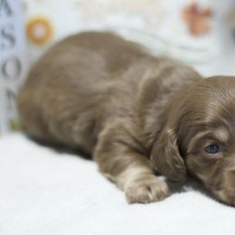 Lance - Chocolate and cream male Dachshund puppy in Bellville, Ohio from JK Mini Doxies