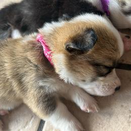 Girl 1 - Red and white female American Corgi puppy in Cocoa, Florida from Cascadian Space Coast Corgis LLC