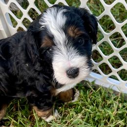 Carmel - Tri-color female Bernedoodle puppy in Mount Pleasant, Texas from Hilary’s Doodle Ranch