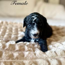 Moon - Black female Goldendoodle puppy in Orangevale, California from Ugly Dad Doodles