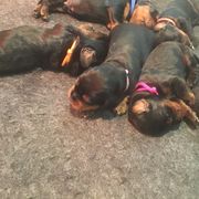 "Days old" Gordon Setter Puppies from Bit O’ Gold Gordon Setters