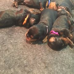 "Days old" Gordon Setter Puppies from Bit O’ Gold Gordon Setters