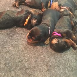 "Days old" Gordon Setter Puppies from Bit O’ Gold Gordon Setters