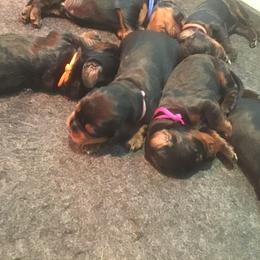 "Days old" Gordon Setter Puppies from Bit O’ Gold Gordon Setters