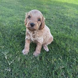 Ginger - Buff female Cockapoo puppy in Mesa, Arizona from Goldenpaw Cockapoos