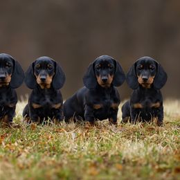 Dachshund puppies from Pyradox