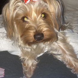 Dooda - Yorkshire Terrier