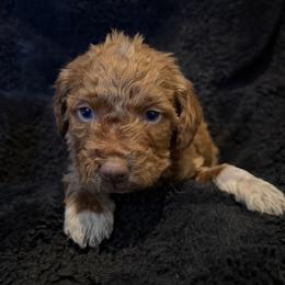 Goldendoodle puppies from Goldendoodles of Oz