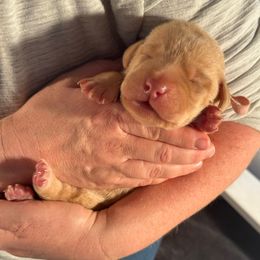 Pink Girl - Yellow female Labrador Retriever puppy in Rock Hill, South Carolina from North Star Retrievers