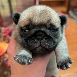 Boy 1 - Fawn male Pug puppy in Olympia, Washington from Hoskinspugs