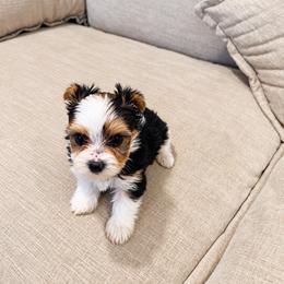 Yorkshire Terrier Puppies from Kashmir Yorkies
