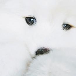 Samoyeds from Seven Diamond Samoyeds
