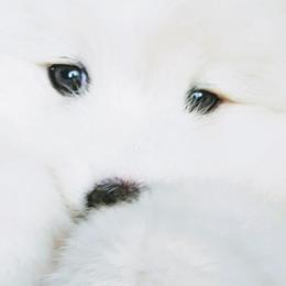 Samoyeds from Seven Diamond Samoyeds