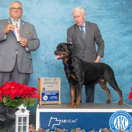 Schonen - Rottweiler