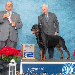 Schonen - Rottweiler