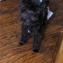 Zues - Yorkshire Terrier