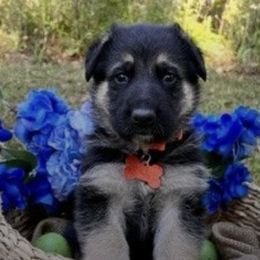German Shepherds from Pinebrooke Shepherds