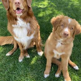 Nova Scotia Duck Tolling Retriever All Grown Up from Melinda Van's Nova Scotia Duck Tolling Retrievers