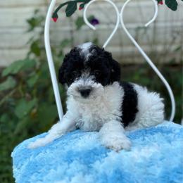 Stormy - Parti male Poodle puppy in Malvern, Arkansas from Sweet as dessert puppies
