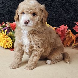 Cedar - Apricot male Goldendoodle puppy in Norton, Ohio from Keepsake Doodles
