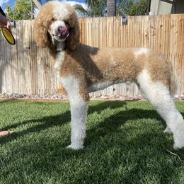 Goldendoodle and Poodle All Grown Up from Apricot Poodles & Goldendoodles