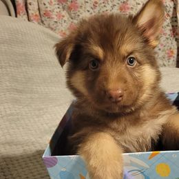 German Shepherds from Edmonds Germans LLC