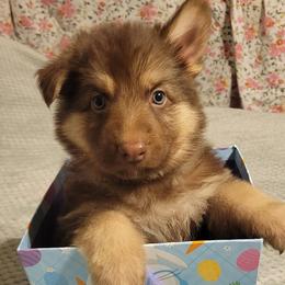 German Shepherds from Edmonds Germans LLC