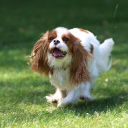 Cavalier King Charles Spaniel All Grown Up from Saranade Cavaliers