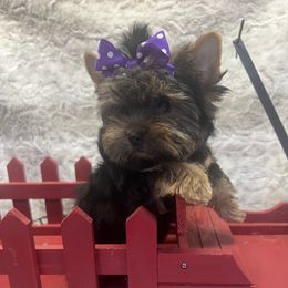 Little bit - Black and tan male Yorkshire Terrier puppy in Parma Heights, Ohio from Yorkie Darlings ANGELHEARTS YORKIES
