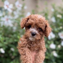 Leo - Blue Collar Boy - Red male Cavapoo puppy in Highland, Utah from Angel Pups Deluxe
