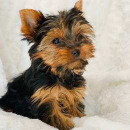 Pomeranian and Yorkshire Terrier Puppies from Melrey's paws