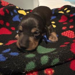 Boy 1 - Black and tan male Dachshund puppy in Flint, Michigan from Matthews Dachshunds