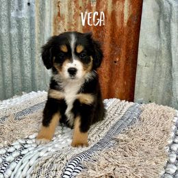 Miniature Australian Shepherd Puppies from Wild Outlaw Aussies