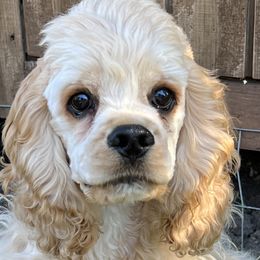 Cocker Spaniels from Shasta View Cockers