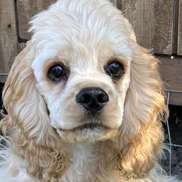 Cocker Spaniels from Shasta View Cockers