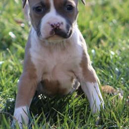 Tilly - Blue fawn female American Staffordshire Terrier puppy in Guilford County, North Carolina from Explicit Kennel