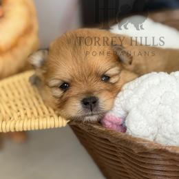Clementine - Red sable female Pomeranian puppy in Redlands, California from Torrey Hills Poms