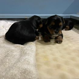 Rottweiler and Yorkshire Terrier Puppies from Superior Family Kennels
