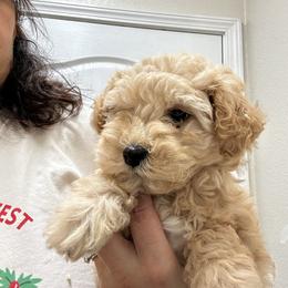 Boy 1 - Brown male Schnoodle puppy in Rancho Cordova, California from Snickerdoodle Doodles