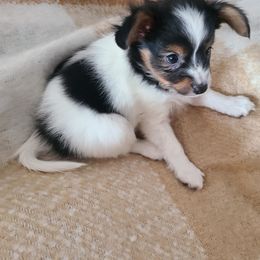 Papillon Puppies from Happy Paps