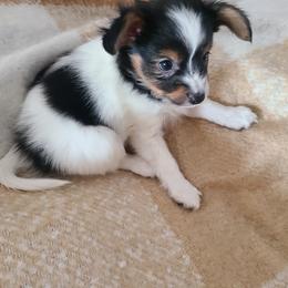 Papillon Puppies from Happy Paps