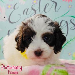 Pictionary Chocolate Parti Tri - Tri-color female Australian Labradoodle puppy in Beecher, Illinois from Erica’s Doodles